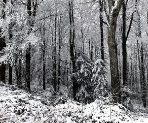 Pierwszy śnieg w Bieszczadach