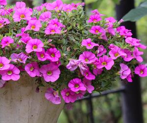 Calibrachoa, Million Bells. Zdjęcia