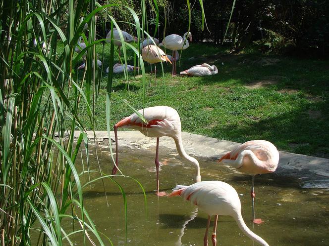 7 najlepszych ogrodów zoologicznych w Polsce. Przygotowaliśmy ranking!