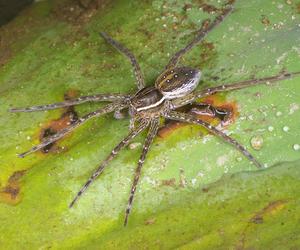 Ten jadowity pająk mieszka w Polsce. Jego ukąszenie powoduje wędkarskiego kaca