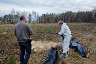   Kilkaset martwych kur. Makabryczne znalezisko w lesie koło Napierek