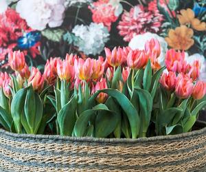 Tulipany w doniczce już kwiatną