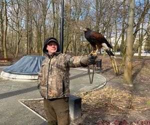 Drapieżnik lata nad „Aleksandrią”. Jastrząb Grażyna płoszy gawrony