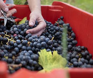 Regent na młode wino. Świętomarcińska impreza odbędzie się w winiarni – Folwarku Książęcym, w którym przetwarzano winogrona z lokalnych winnic książęcych.