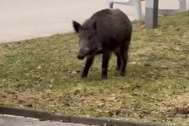 Dzik z Gdyni merda ogonkiem jak piesek. Nagranie z TikToka hitem internetu [ZDJĘCIA]