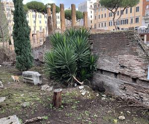 Largo Argentina w Rzymie. Koty zamieszkały w starożytnych ruinach - zobacz zdjęcia