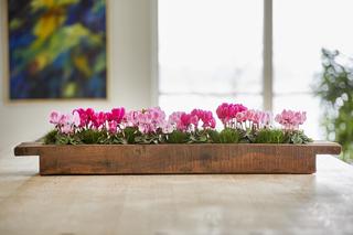 Cyklamen perski, Cyclamen persicum