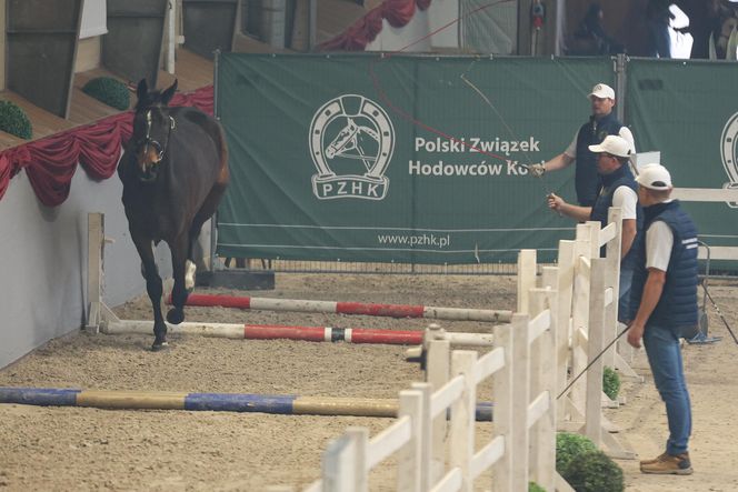 Czempionat Koni Ras Szlachetnych i Pokaz Ogierów Hodowlanych w Radzionkowie