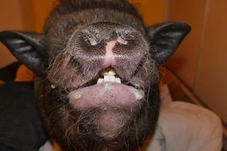 Stefan zaginął. Trwają poszukiwania prosiaka