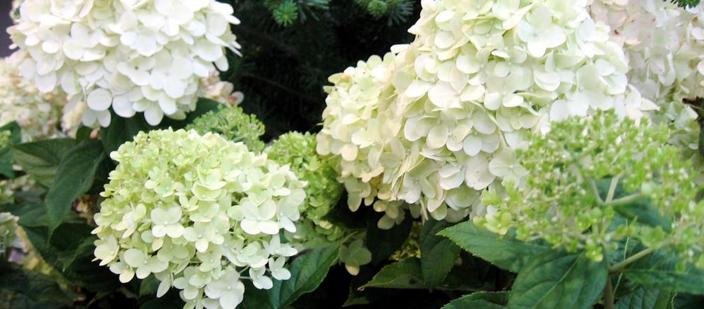 Hortensja bukietowa 'Limelight' 