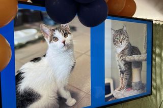 Dzień Kota w Schronisku dla Bezdomnych Zwierząt w Lublinie