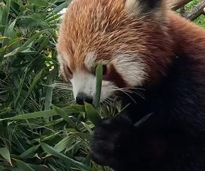 Samiec pandy rudej zamieszkał we wrocławskim zoo. Od razu wyskoczył na swój nowy wybieg [WIDEO]