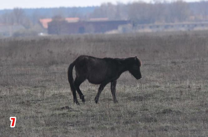 Stadnina w Sieroszowicach