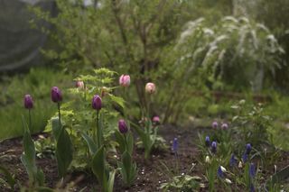 Działka ROD Mai Dereń-Błazik