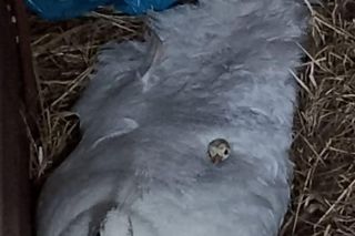 Stado pawi w Ogrodzie Saskim w Lublinie się powiększyło!