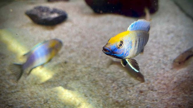 Rozmawiamy z Tomaszem Wiśniewskim, założycielem Aqua Dreams Bydgoszcz