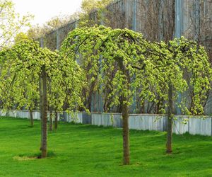 Wiąz górski 'Pendula'