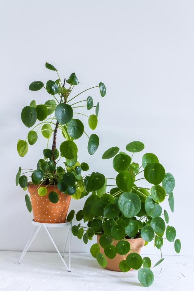 Pilea peperomioides, czyli kwiat pieniążek