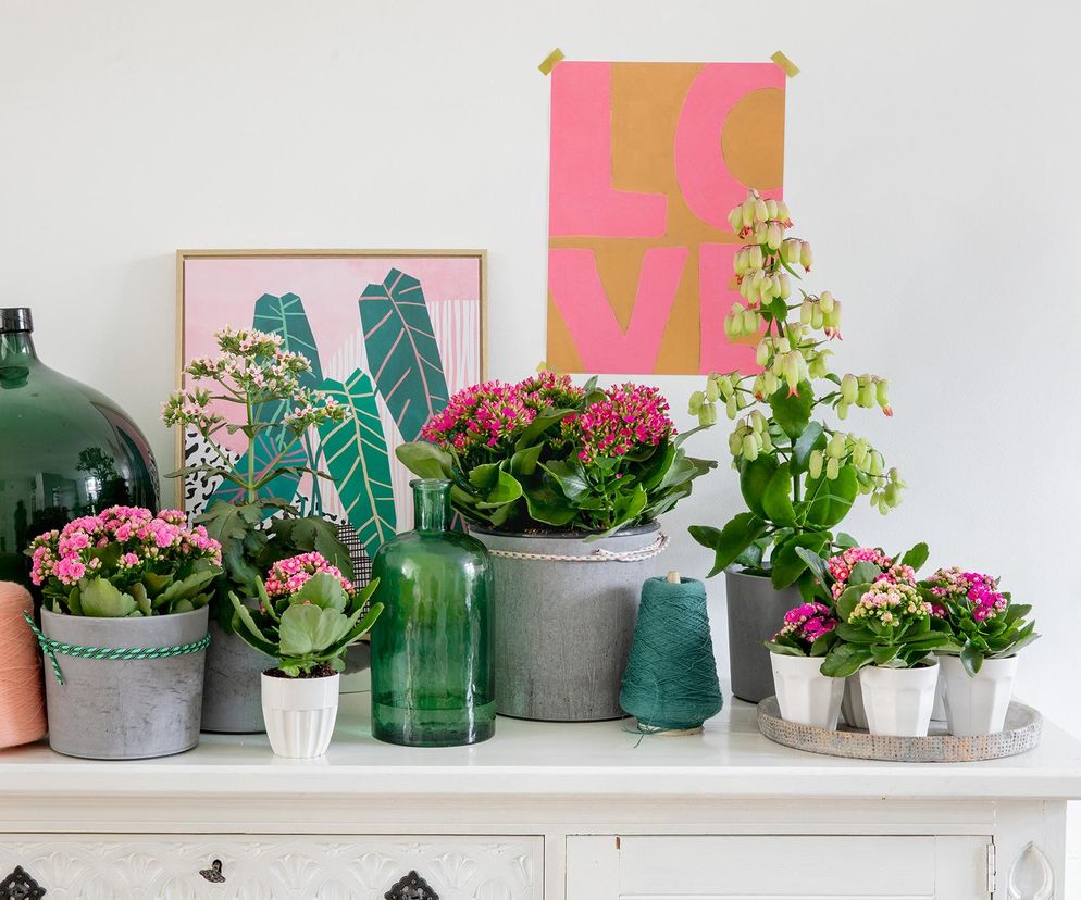 Kalanchoe