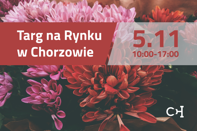 Chorzów pomaga producentom chryzantem. Dziś na Rynku odbędzie się kiermasz kwiatów