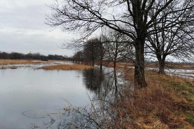 Ostrzeżenia IMGW na Dolnym Śląsku. Rzeki przekraczają stany alarmowe. Widawa wylała, roztopy w Karkonoszach