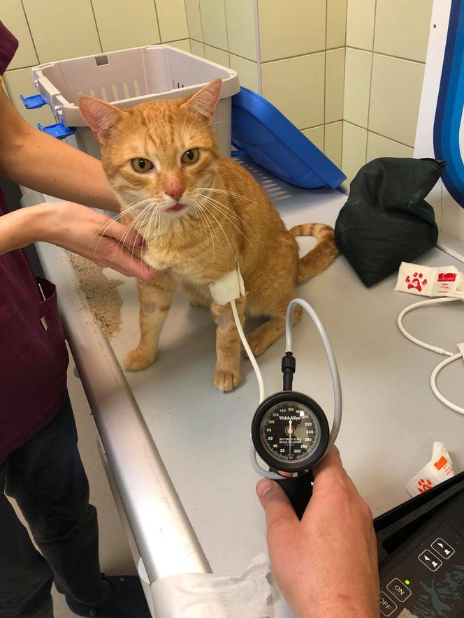Kot na badaniu ciśnienia
