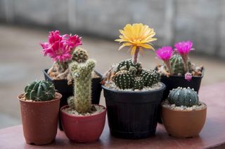 Przestawiłam swojego kaktusa w to miejsce, a ten wypuścił kwiat. Wiosną wyglądał jak z magazynu ogrodniczego. Co zrobić, aby kaktus zakwitł?