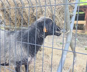 Zaglądamy do mieszkańców bydgoskiego ZOO. Kto mieszka w sercu Myślęcinka?
