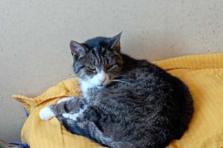 Rachunki zaczynają dobijać Polaków, pomimo działającej tarczy! Fundacja prosi o pomoc