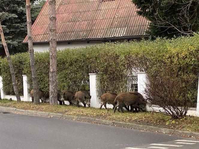 Dziki na Osowej Górze