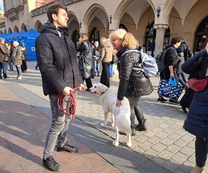 33. Finał WOŚP z grupą krakowskich Golden Retrieverów