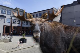 Łoś wskoczył przez okno do szkoły. Jedna osoba została poszkodowana