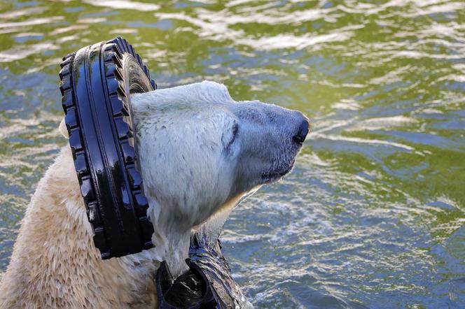 Niedźwiedzie polarne z Warszawskiego ZOO