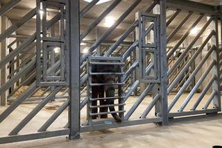 SPA dla słoni. Jak wygląda pielęgnacja mieszkańców łódzkiego ZOO?