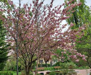 Ogród Botaniczny UKW jest jak nowy. Sprawdźcie, co się tam zmieniło!