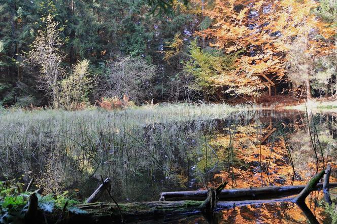 Ukryte leśne jeziorko powstało prawie 1000 lat temu. To miejsce wyjątkowe w Beskidach