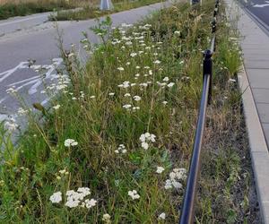 Łąki w Warszawie – wzdłuż jednej ze ścieżek rowerowych