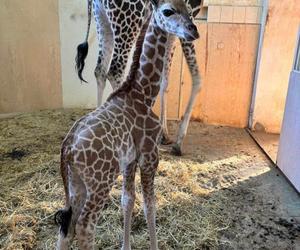 Nowy mieszkaniec ZOO w Warszawie