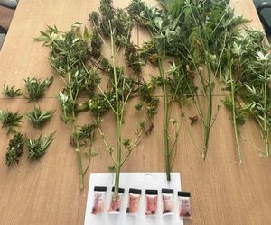 Plantacja konopi w powiecie Ostródzkim