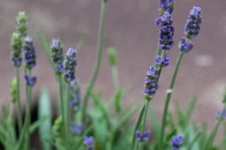 Lawendowe pole w Parku Żeromskiego. To zwycięski projekt z łódzkiego Budżetu Obywatelskiego