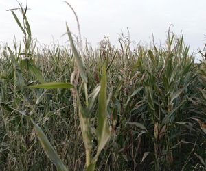 To byłoby jak przy wybuchu granatu!. Mordercza pułapka w polu kukurydzy. Dramat rolników