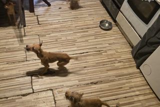 Psy przebywały w koszmarnych warunkach