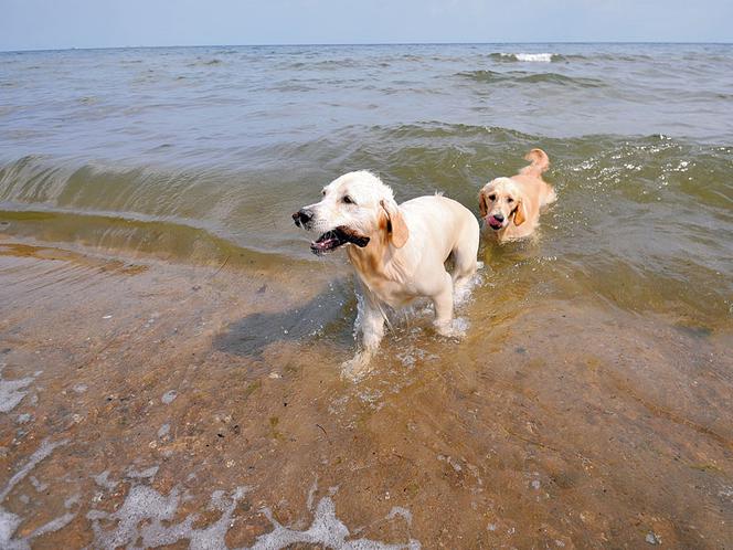 Idź z pupilem na psią plażę