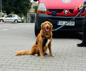 Nowe fakty w sprawie śmierci 15-letniej Marceliny z Orzesza. Prokuratura wszczęła śledztwo