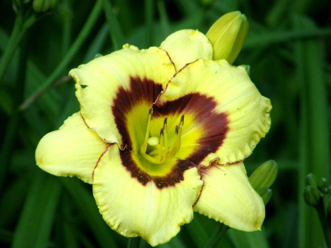 liliowce