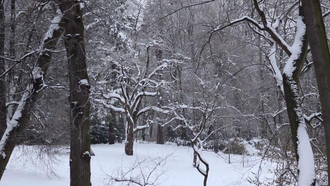 Wszędzie jest biało! Ogród Saski w Lublinie wygląda jak w bajkach Andersena [GALERIA]