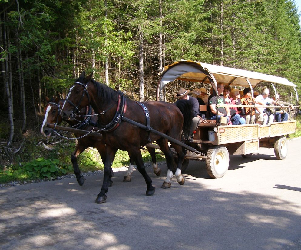 Wojewoda broni transportu konnego do Morskiego Oka