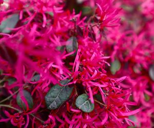 Loropetalum chińskie