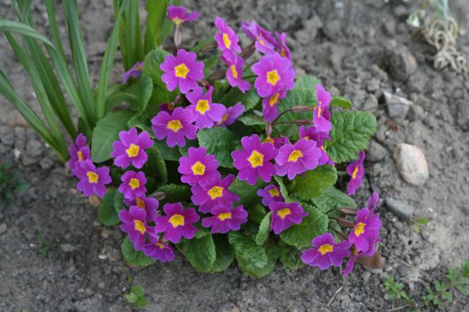 Pierwiosnek gruziński - Primula juliae