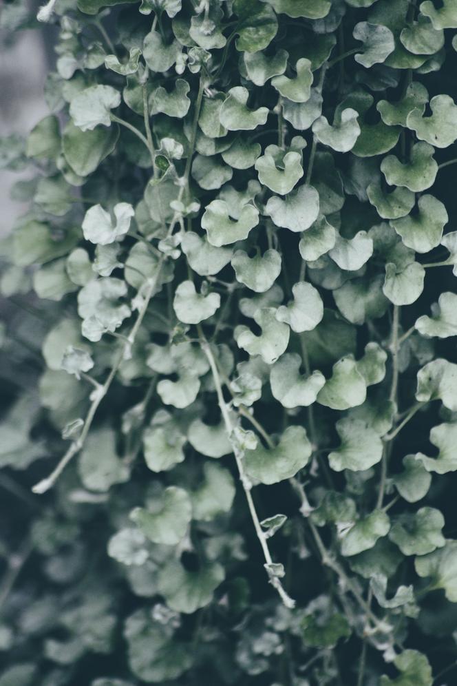 Dichondra srebrzysta